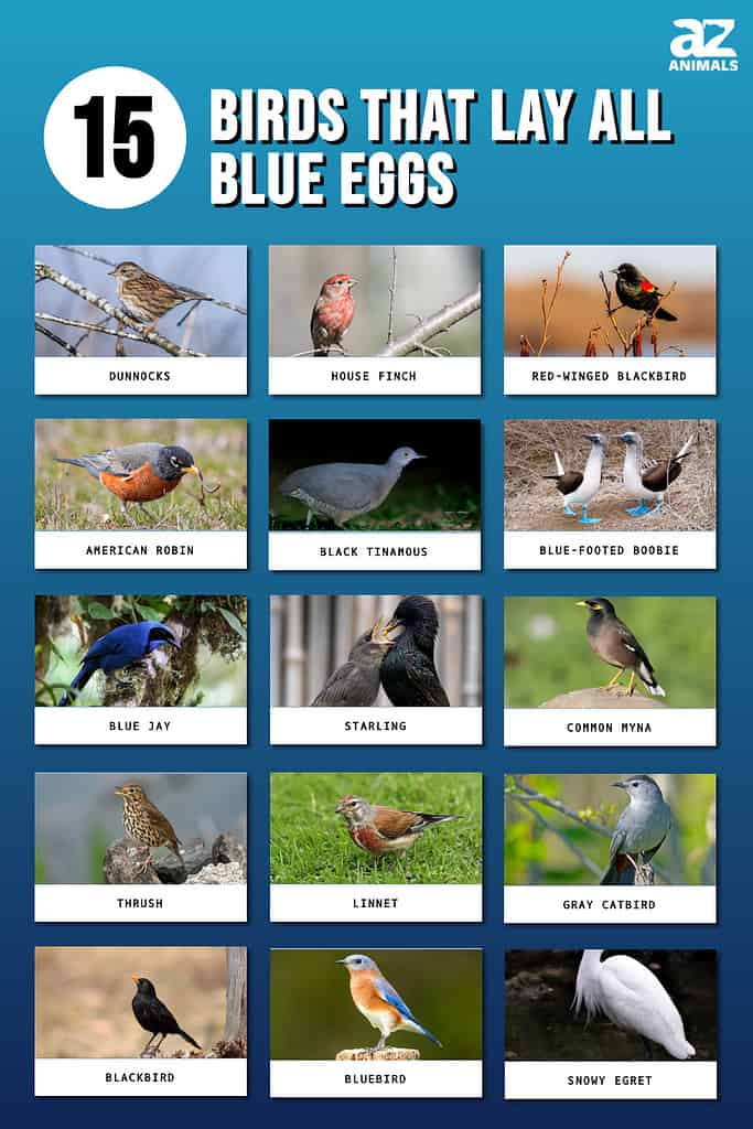 Infographic showing twelve birds that lay all blue eggs.