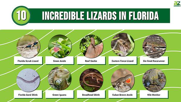 Discover 10 Incredible Lizards in Florida - A-Z Animals