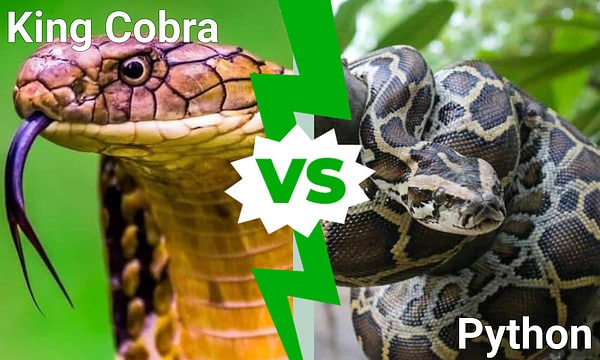 King Cobra vs. Python: Which Deadly Snake Would Win in a Fight? - A-Z ...