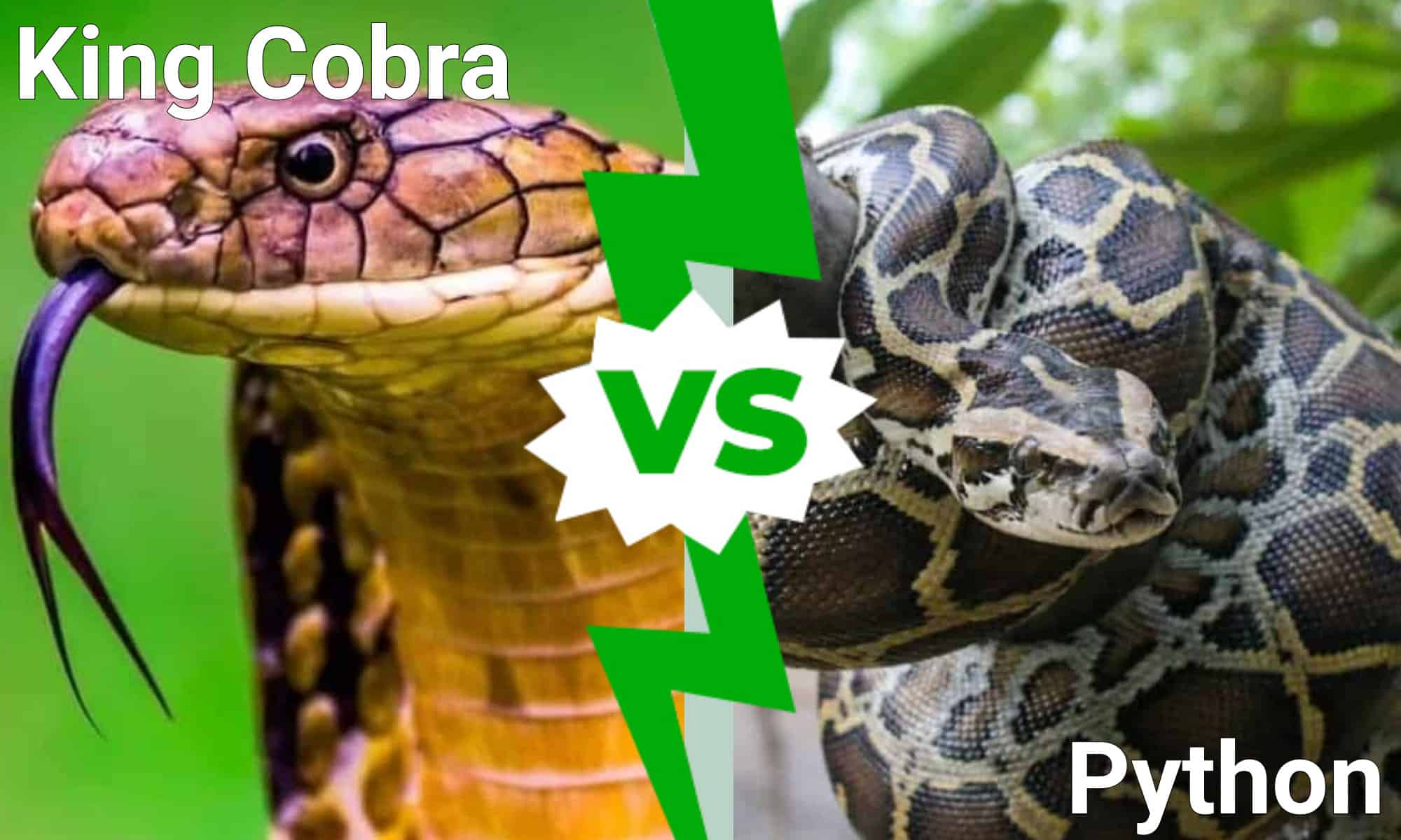 king cobra eating a python