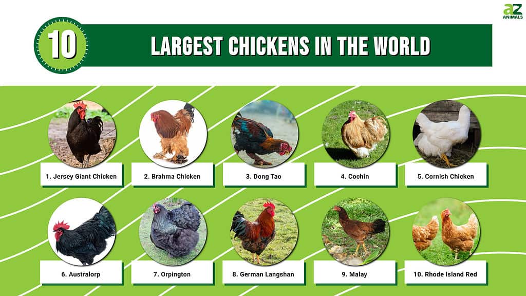 biggest-chicken-breed