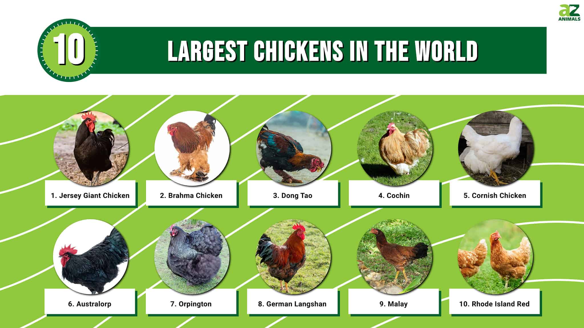 10 Largest Chickens In The World in 2024 - A-Z Animals