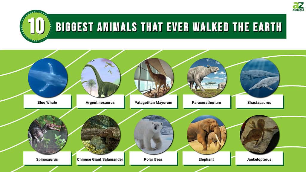 Infographic of 10 Biggest Animals That Ever Walked the Earth
