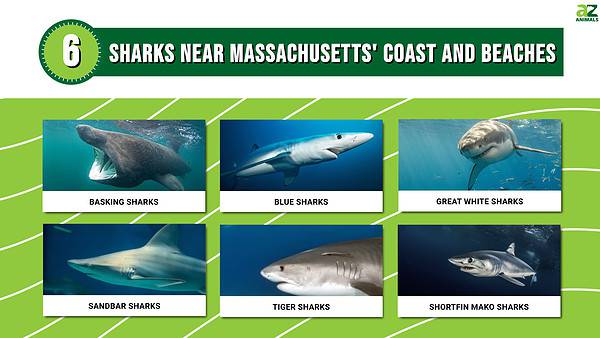 6 Sharks Near Massachusetts' Coast and Beaches - A-Z Animals