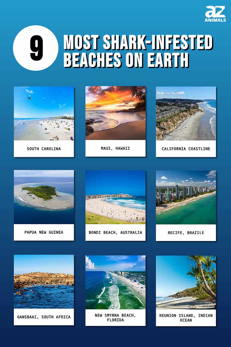 The 9 Most Shark-Infested Beaches On Earth - A-Z Animals