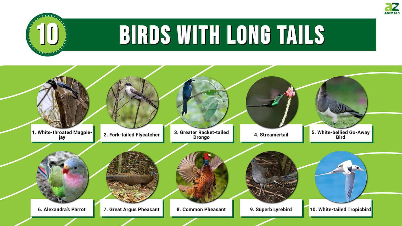 10 Birds With Long Tails - A-Z Animals