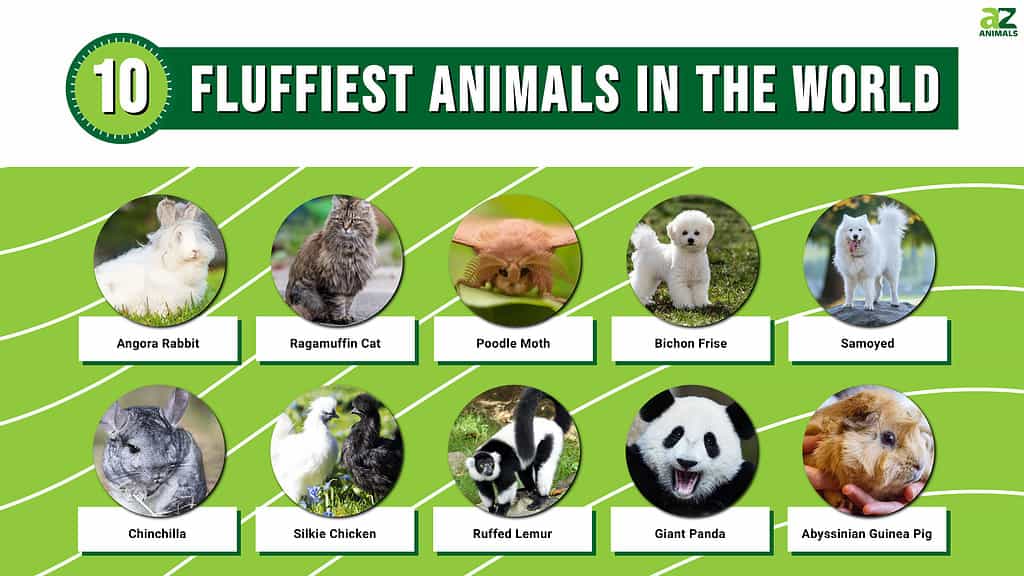 Infographic for the 10 Fluffiest Animals in the World