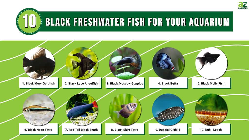 An infographic of Black Freshwater Fish for Your Aquarium