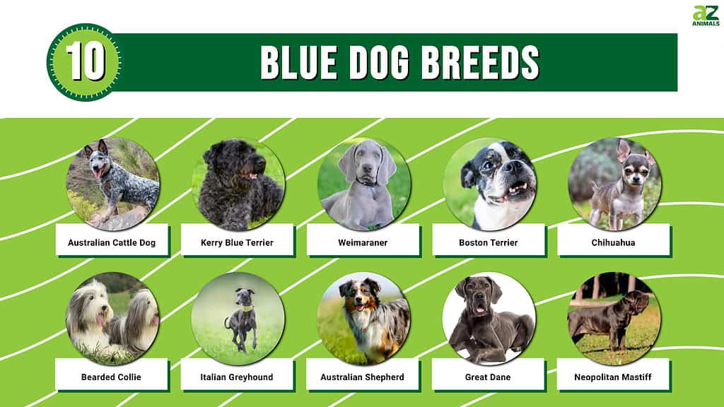 Blue dog breeds infographic