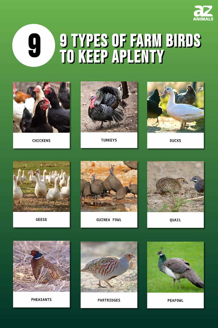 9 Types of Farm Birds to Keep Aplenty - A-Z Animals