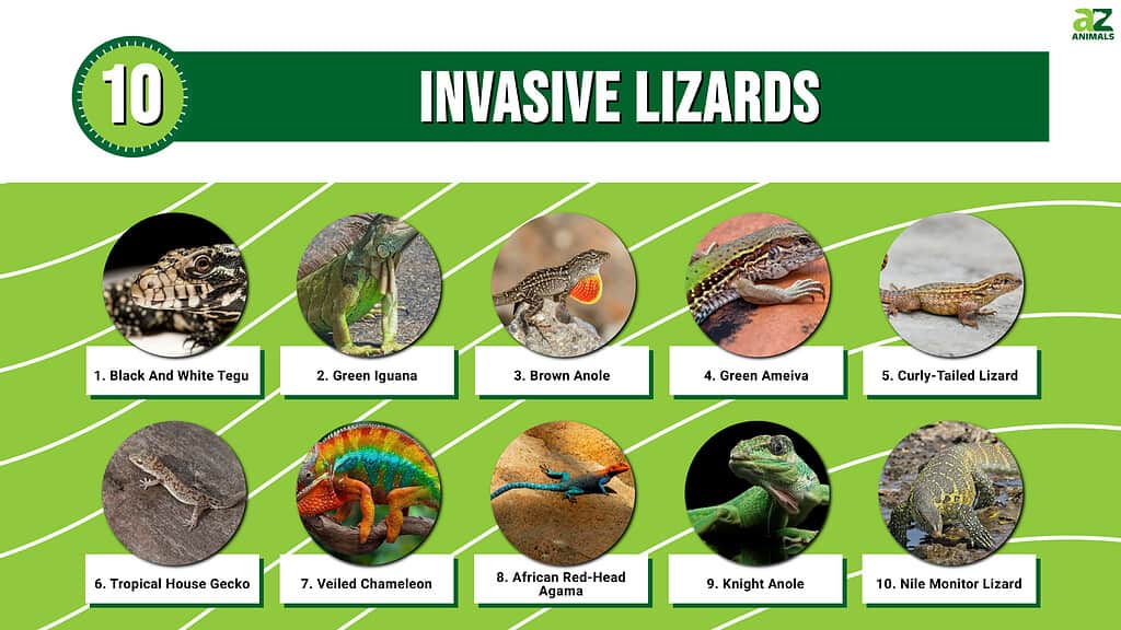 10 Invasive Lizards in 2024 (Most Are In Florida!) - A-Z Animals