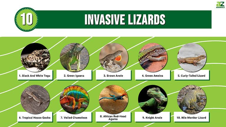 10 Invasive Lizards in 2024 (Most Are In Florida!) - A-Z Animals