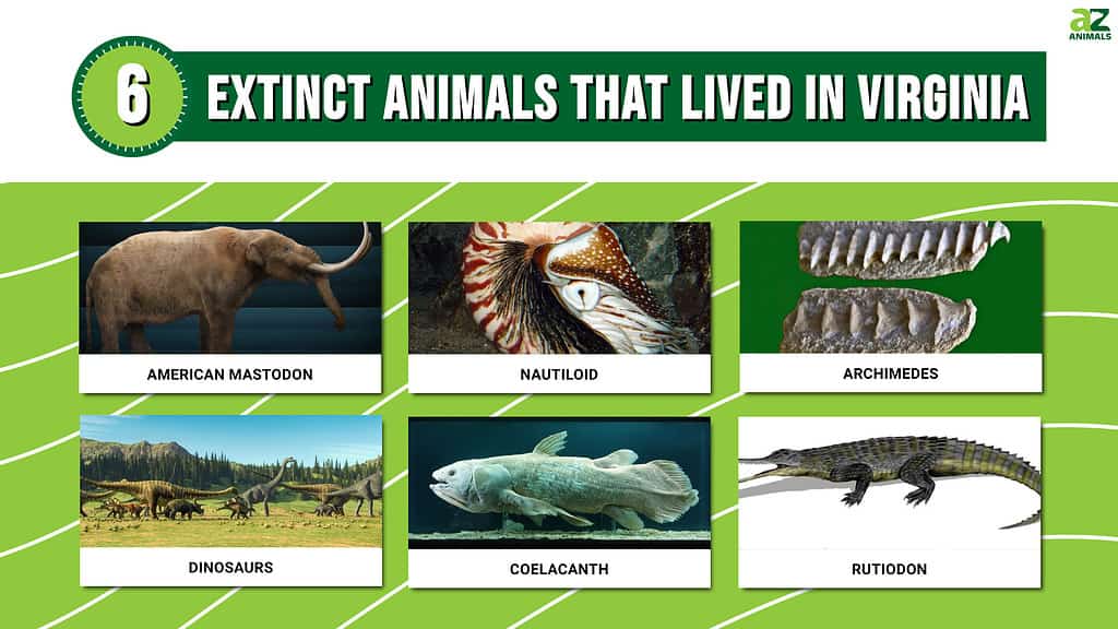 Infographic that shows six extinct animals that once lived in Virginia.