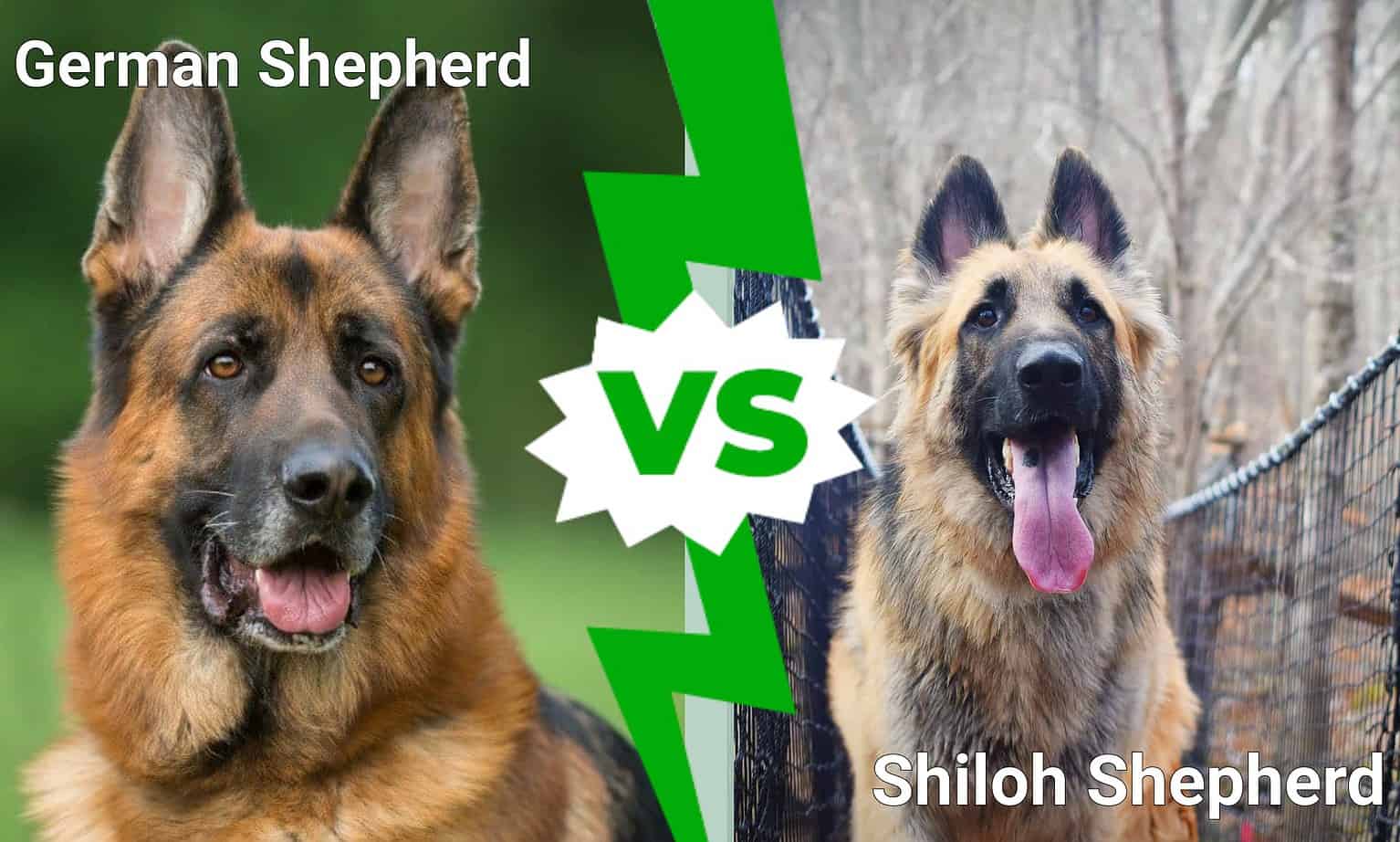 German Shepherd vs. Shiloh Shepherd: 8 Key Differences Explained - A-Z ...