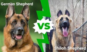 German Shepherd vs. Shiloh Shepherd: 8 Key Differences Explained Picture