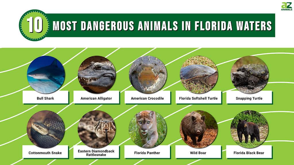Most Dangerous Animals in Florida Waters Infographic