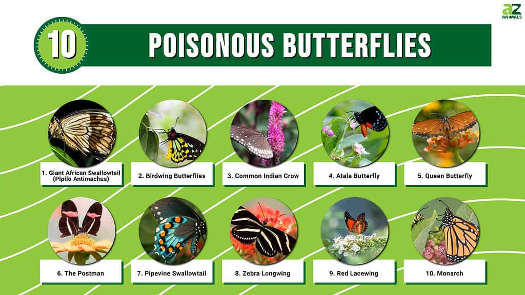 poisonous butterflies