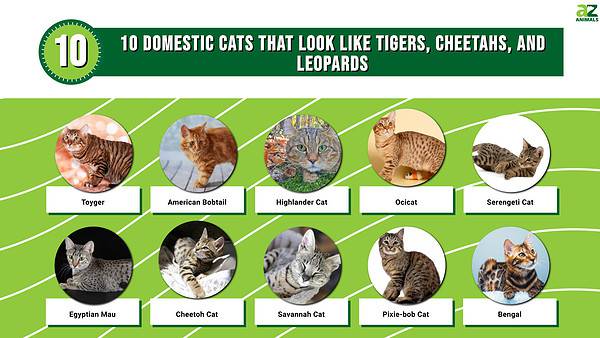 10 Domestic Cats That Look Like Tigers, Cheetahs, and Leopards - A-Z ...