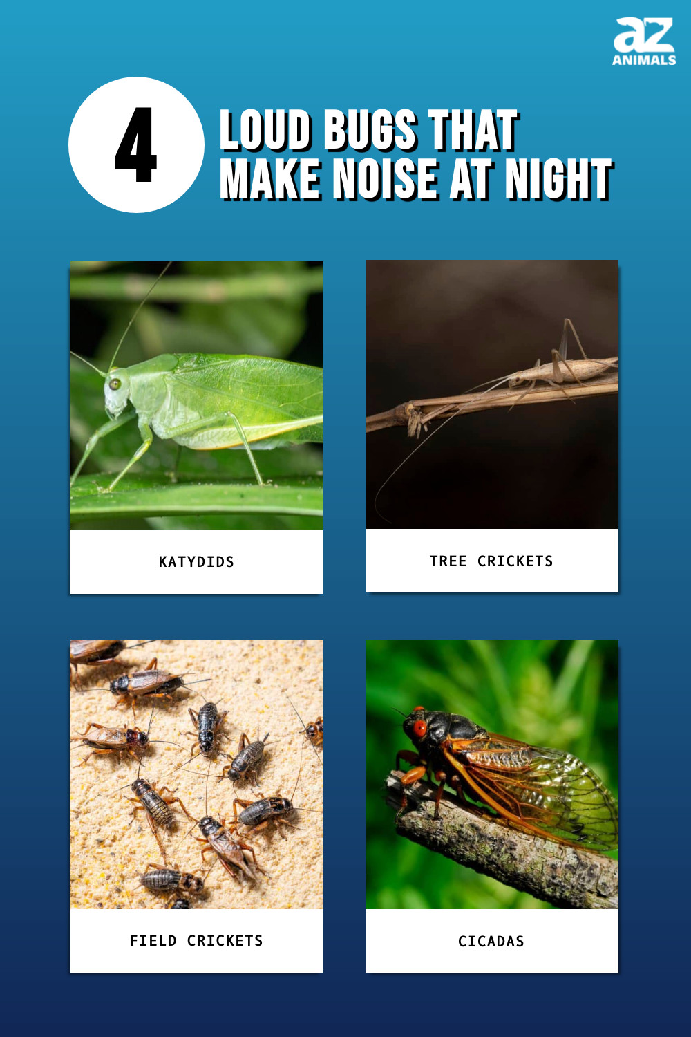 4 Loud Bugs That Make Noise At Night A Z Animals