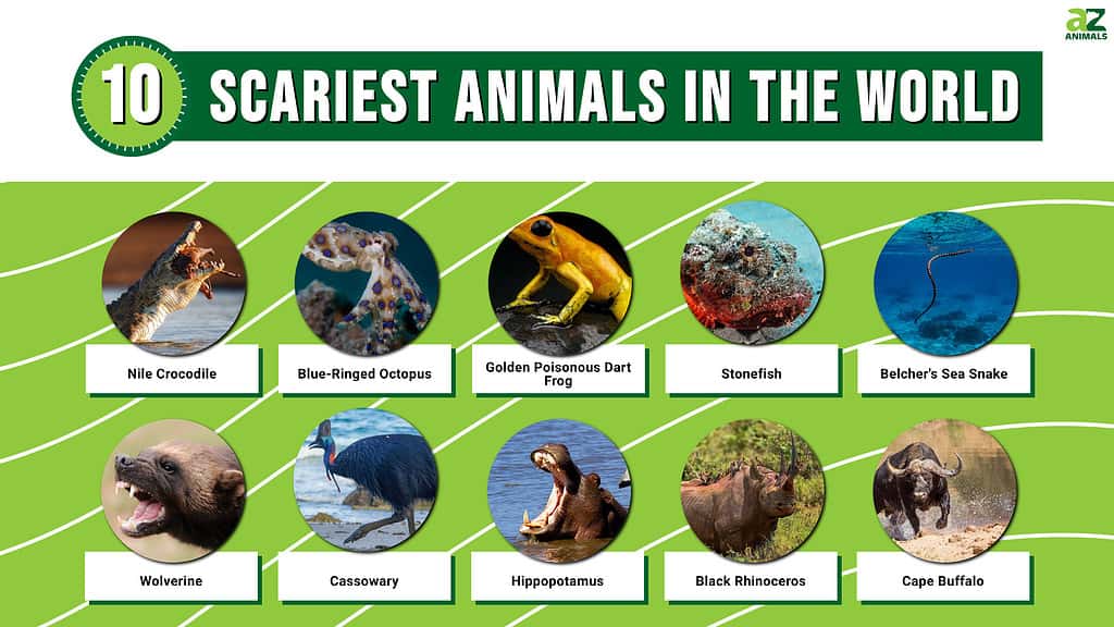 most terrifying creatures on earth