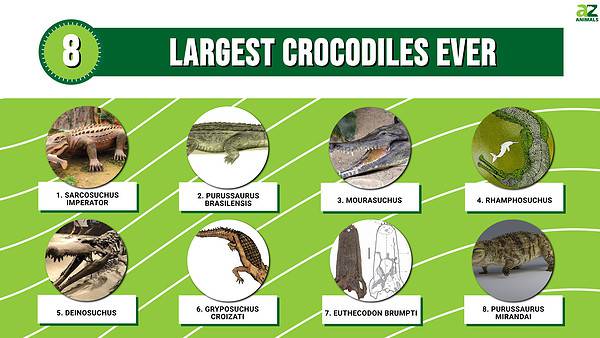 Top 8 Largest Crocodiles Ever - A-Z Animals