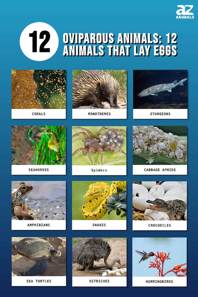 egg laying animals with name