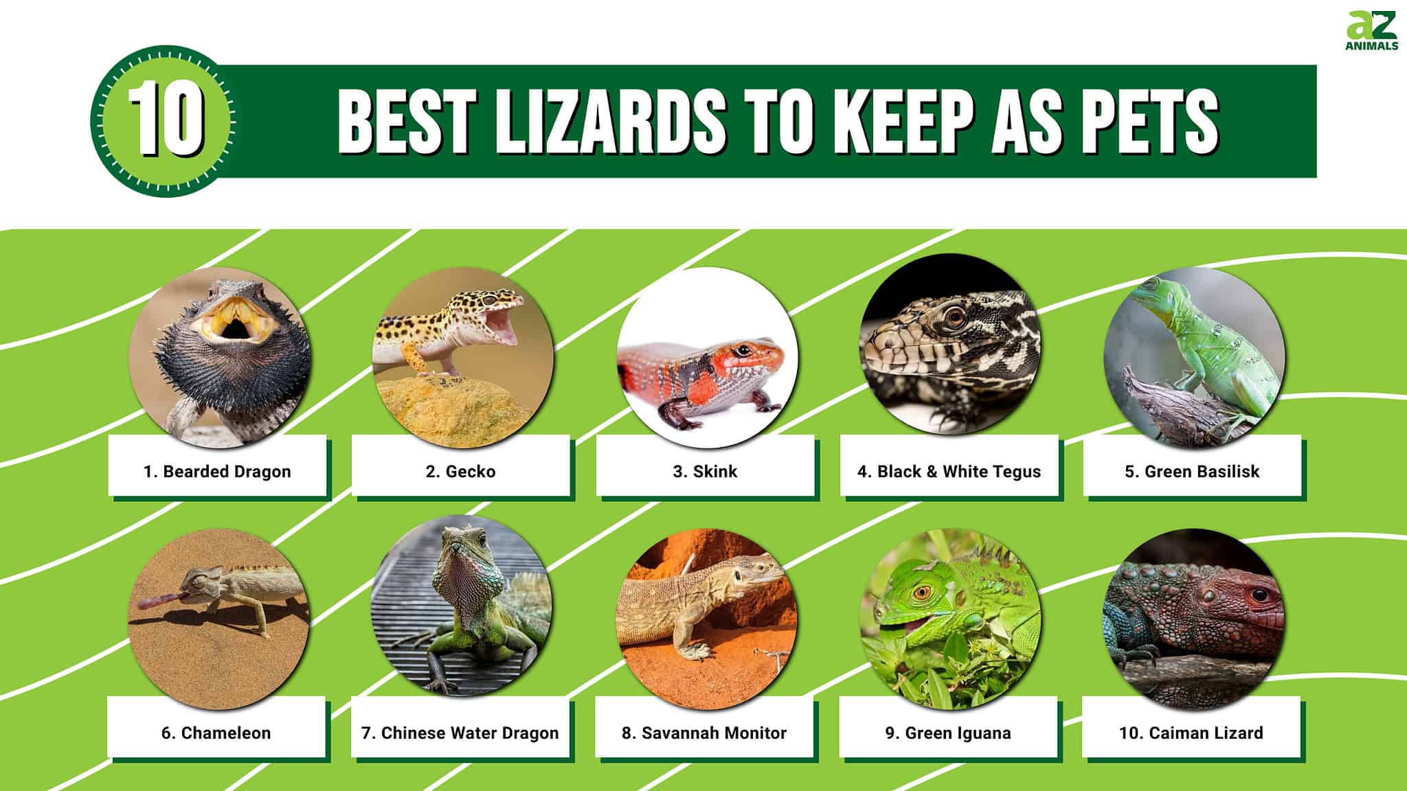 The 10 Best Lizards To Keep As Pets - A-Z Animals