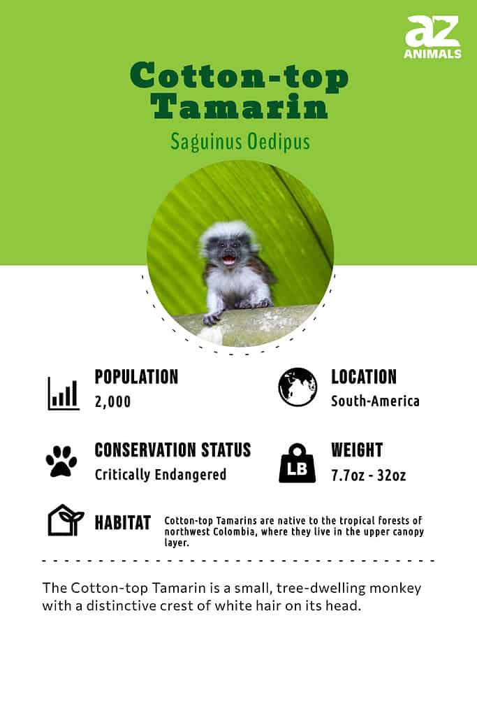 The Cotton-top Tamarin is a small, tree-dwelling monkey with a distinctive crest of white hair on its head.