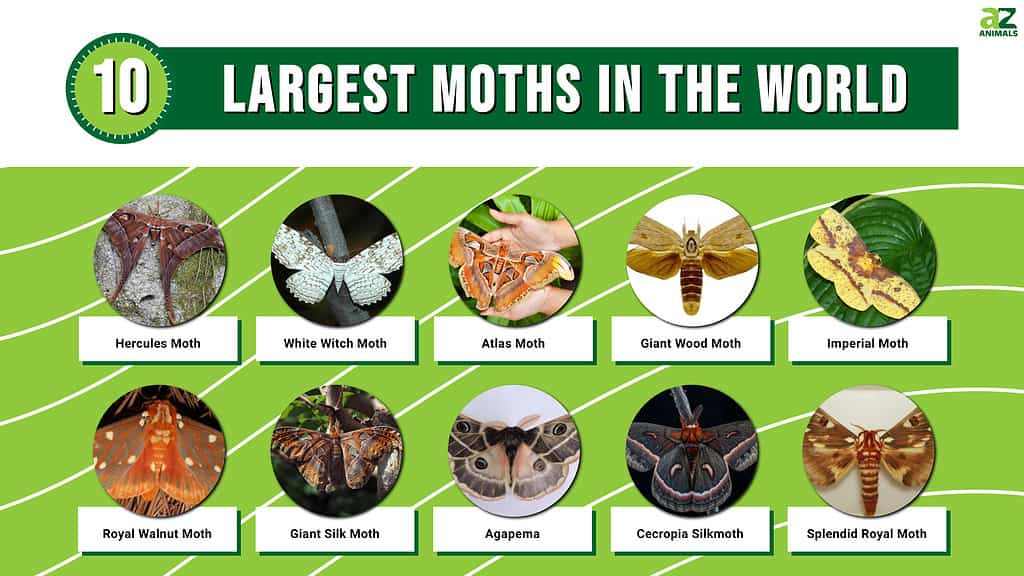giant moth