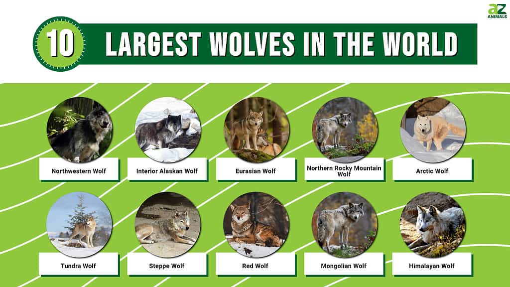 Worlds Largest Timber Wolf