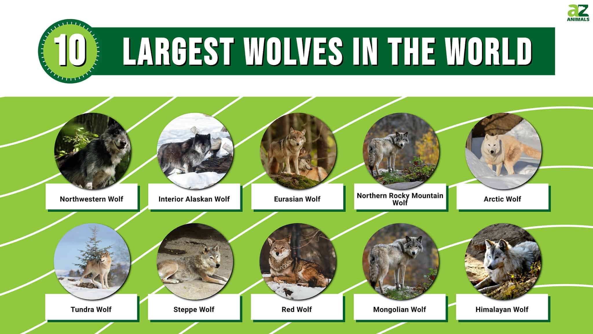 The 10 Largest Wolves in the World - A-Z Animals