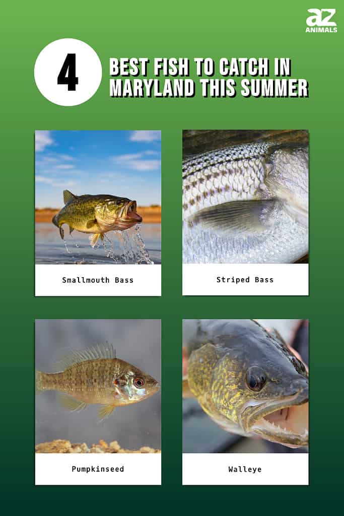 Infographic showing four of the best fish you can catch in Maryland this summer.