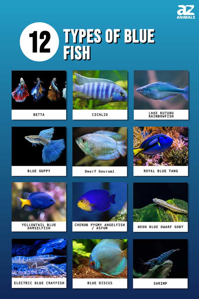 tropical fish species list and pictures