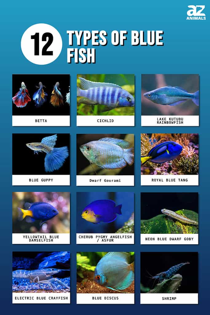 different types of fishes with names