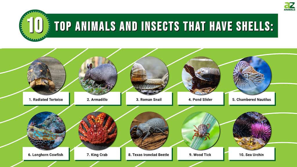 Top 10 Animals That Have Shells - A-Z Animals