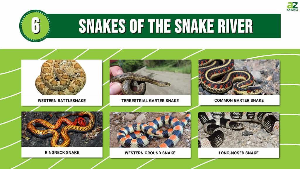 Infographic showing the snakes that live around Snake River.