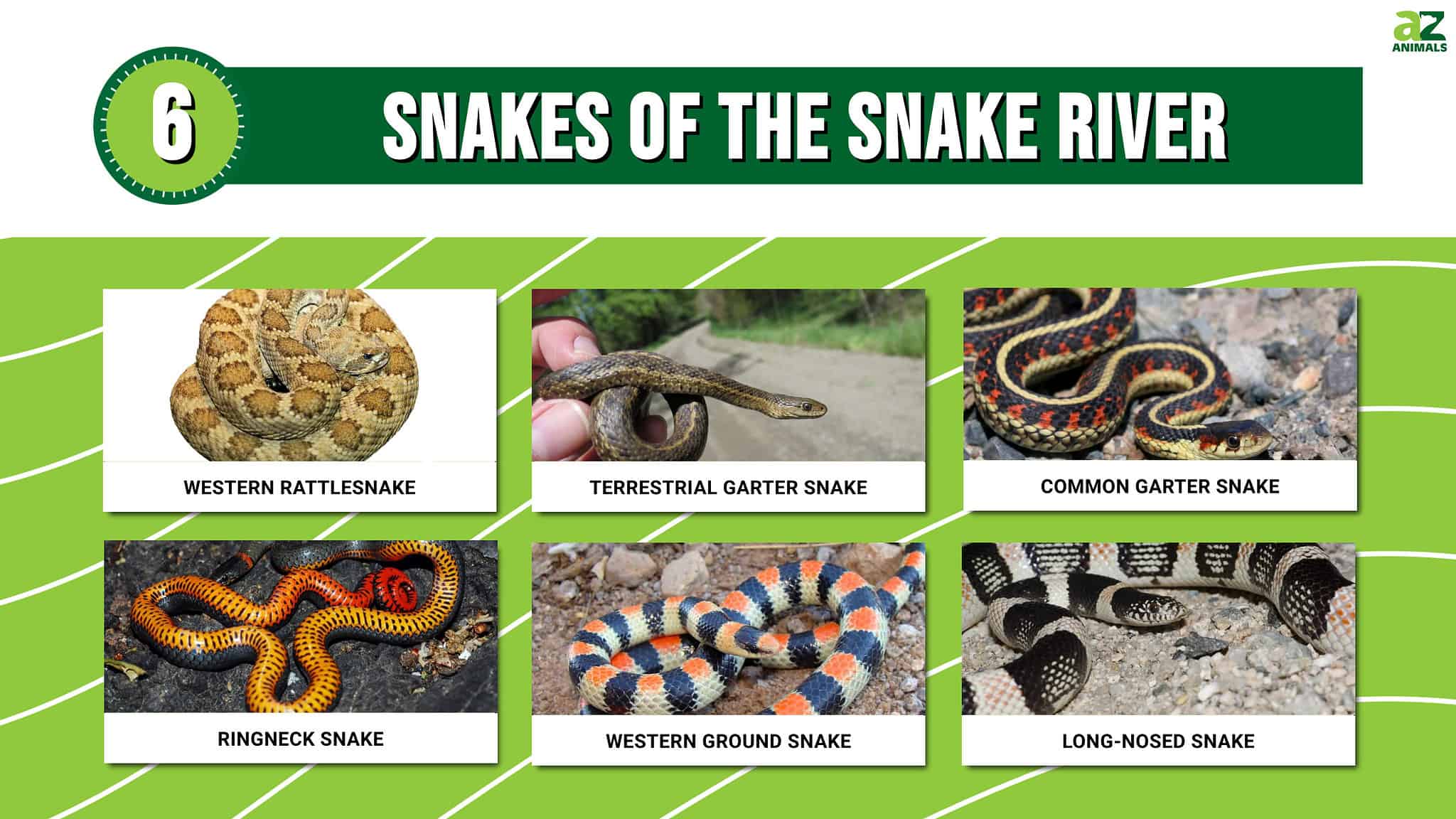 Meet 6 Snakes of the Snake River - A-Z Animals