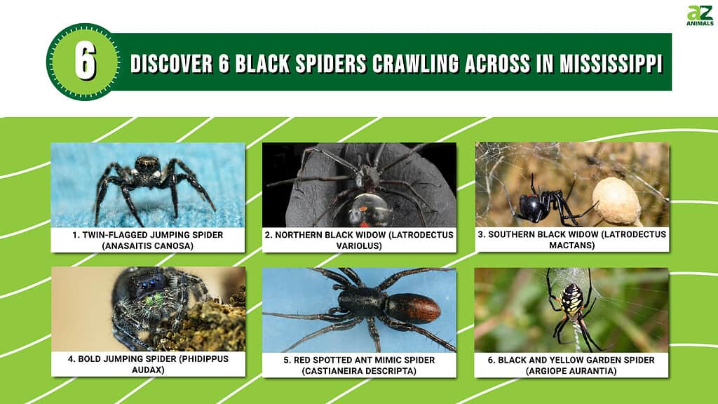 Discover 6 Black Spiders Crawling Across in Mississippi infographic