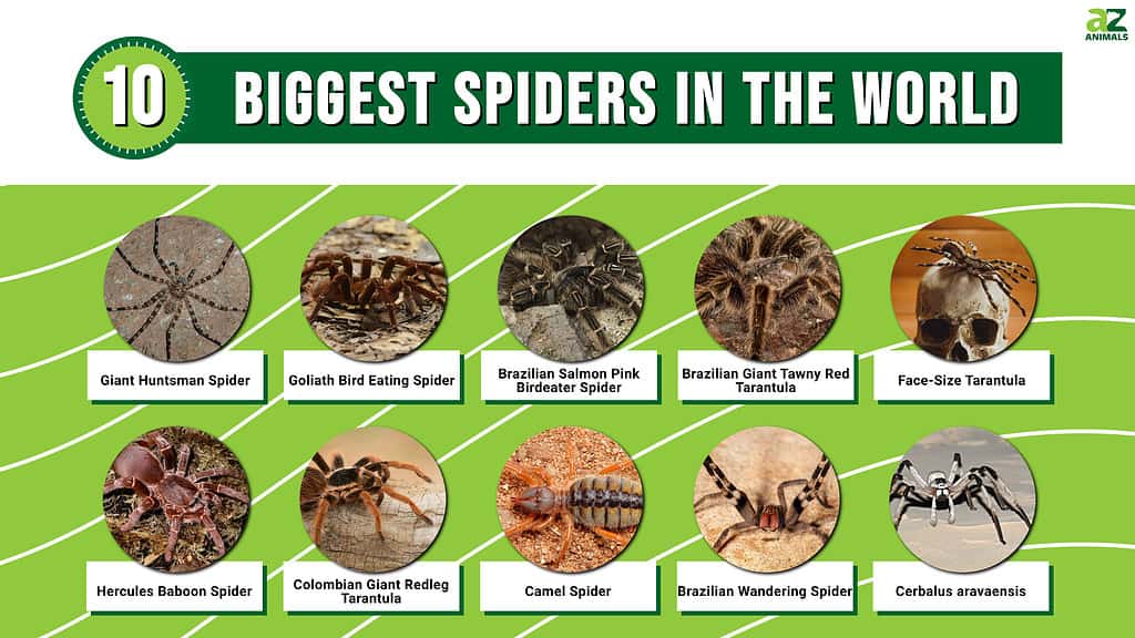 Infographic of the 10 Biggest Spiders in the World