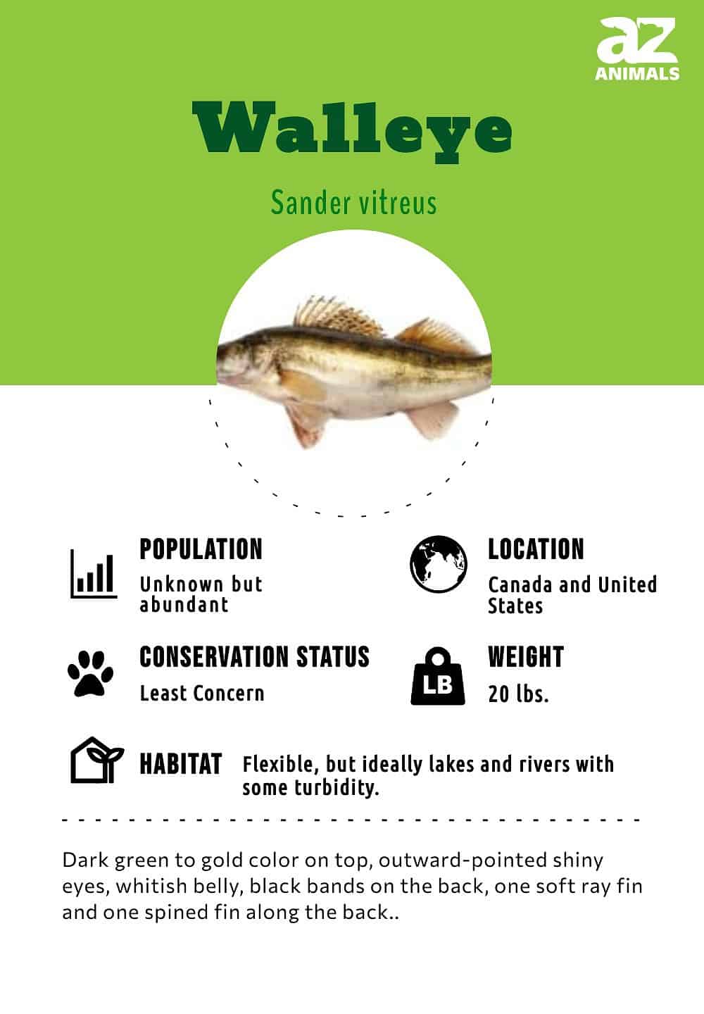 Walleye Fish Facts  Sander vitreus - A-Z Animals