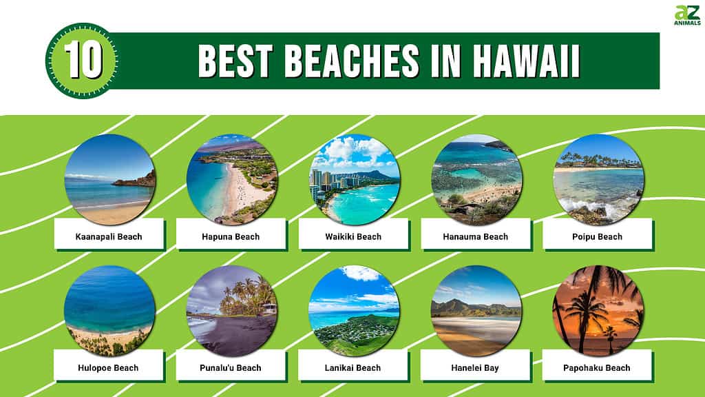 Best Beaches in Hawaii Infographic