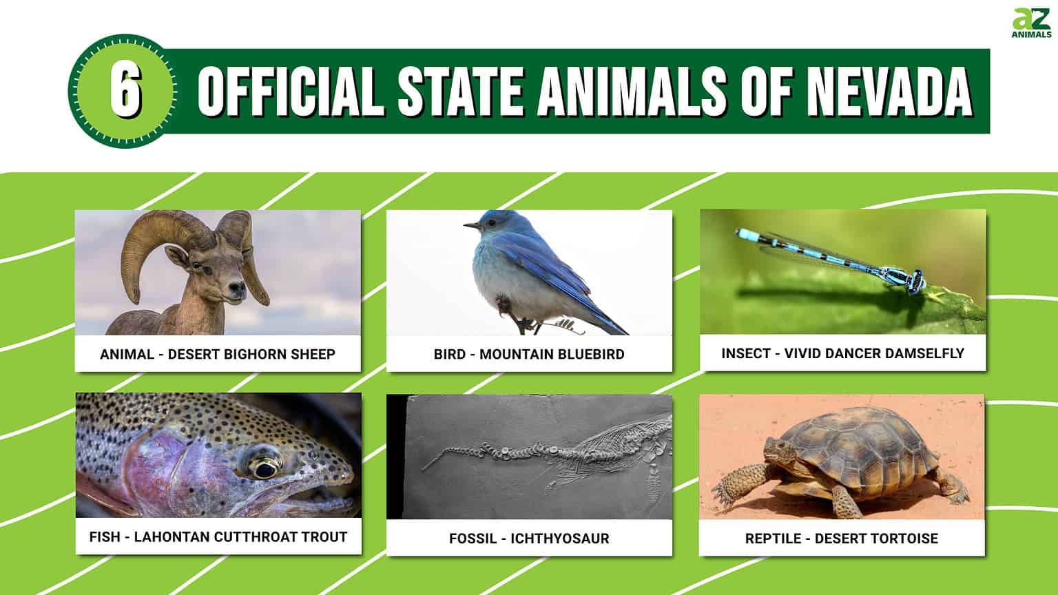 Discover the 6 Official State Animals of Nevada - A-Z Animals