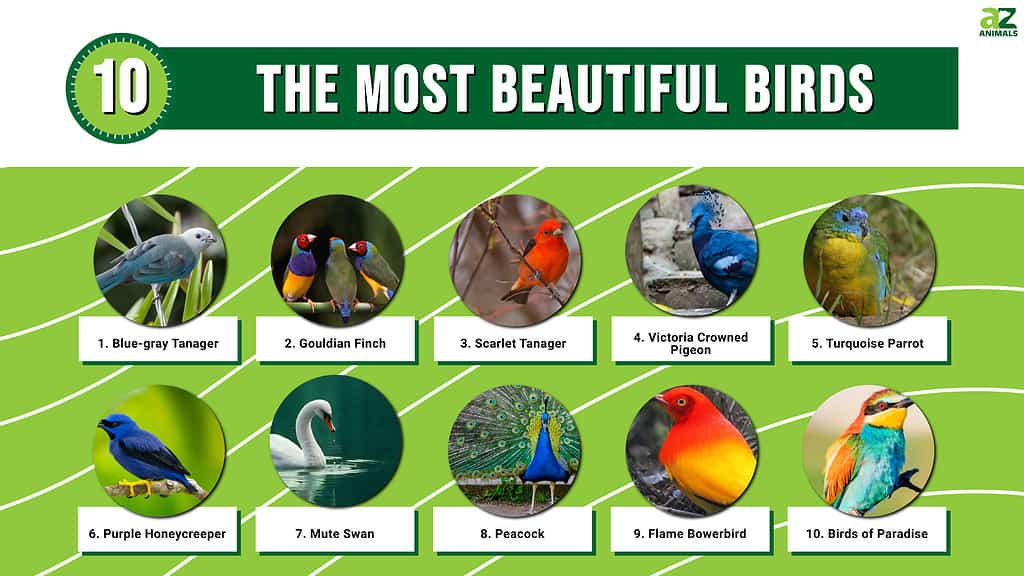 10 Gorgeous Green Birds of the Americas