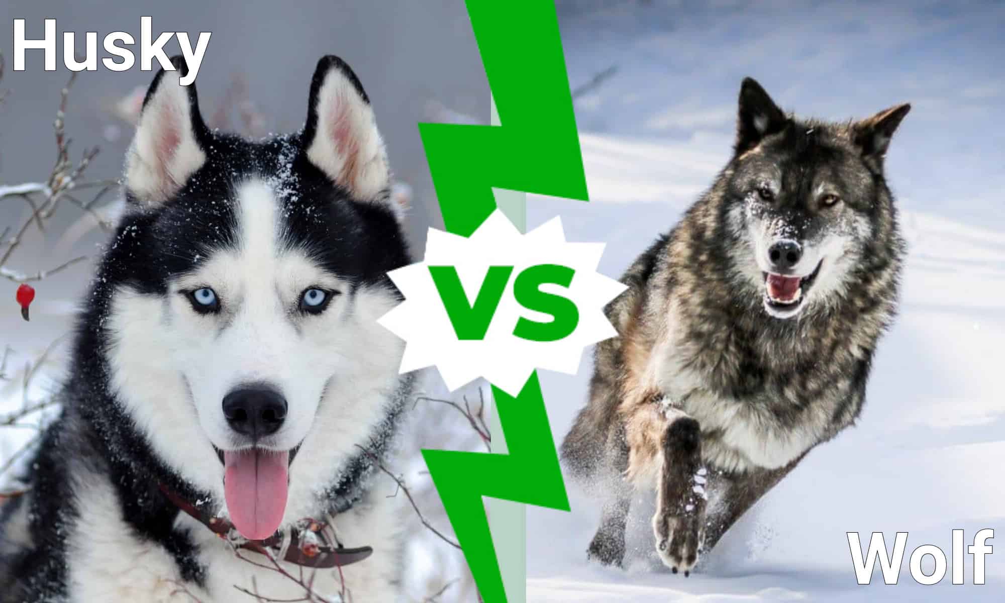are huskies and wolves from the same family