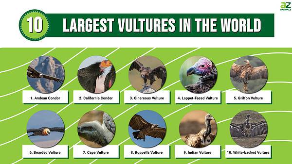 The Top 10 Largest Vultures In The World - A-Z Animals