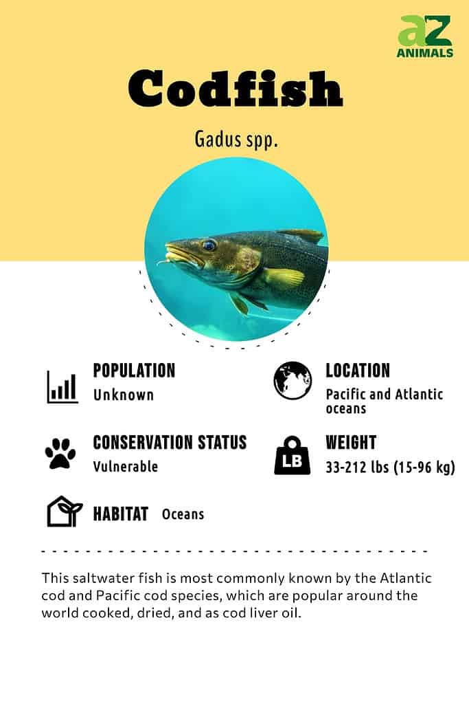 Codfish Fish Facts  Gadus spp. - A-Z Animals