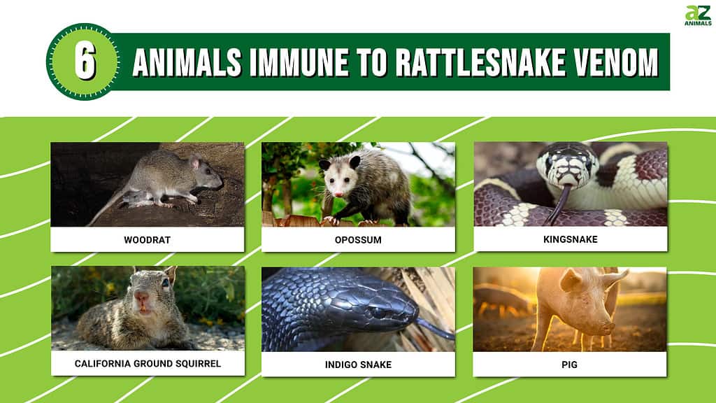 Early hominids had an increased resistance to cobra venom