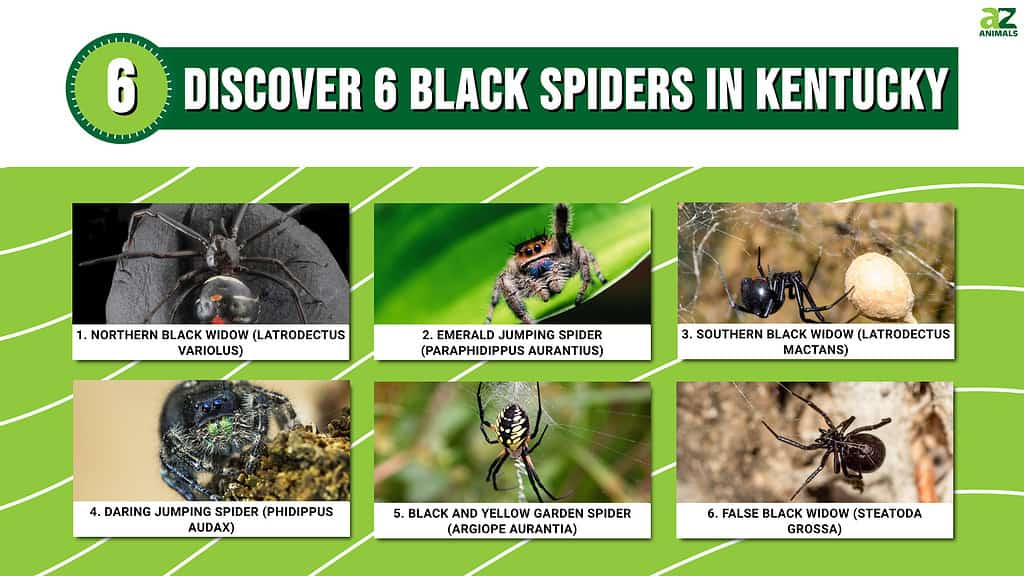 Discover 6 Black Spiders in Kentucky infographic