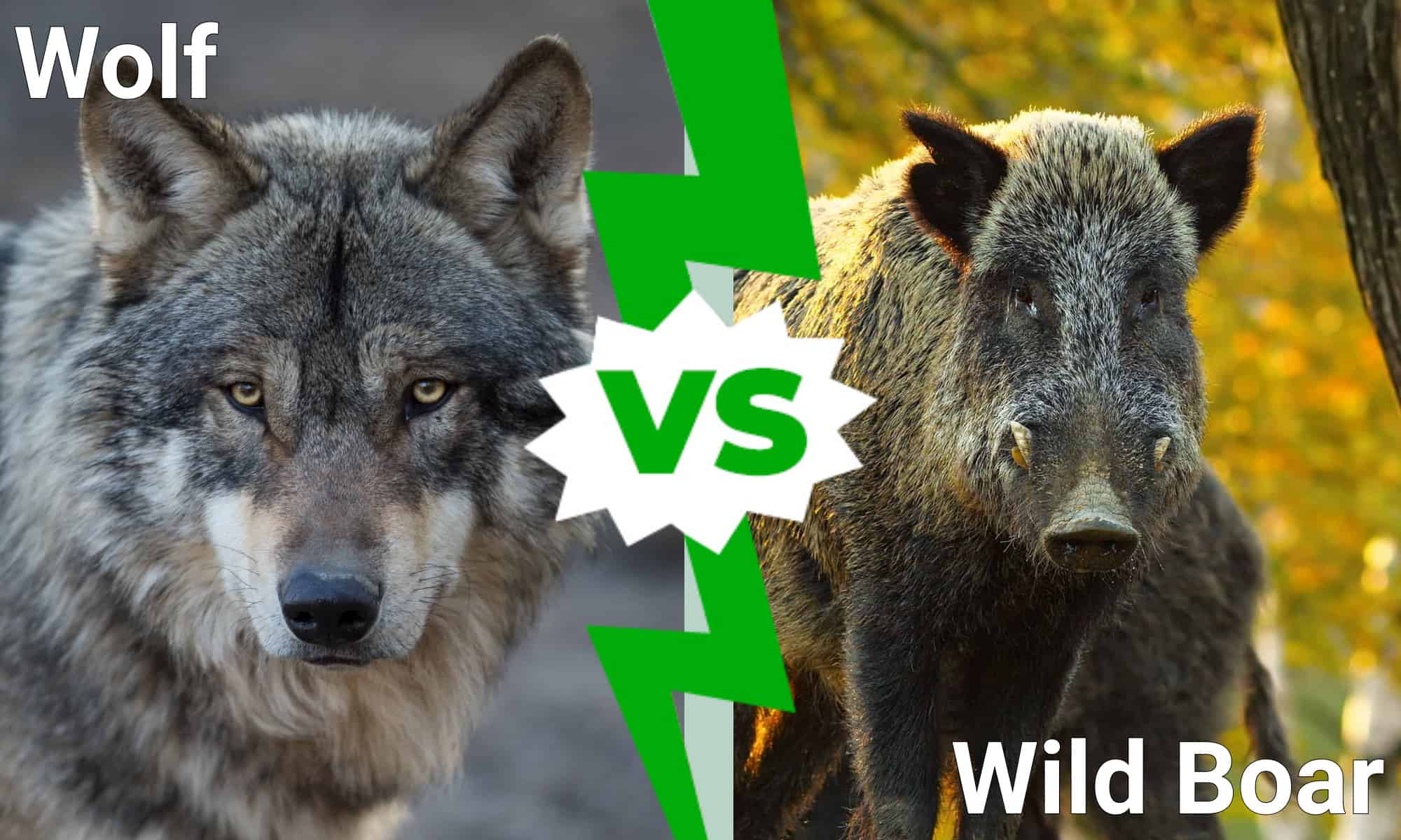 wolf, wild boar,
