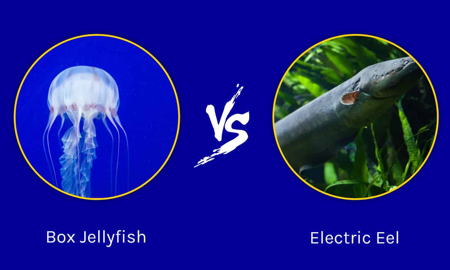 Box Jellyfish vs. Electric Eel Which Slippery Creature Would Win In A